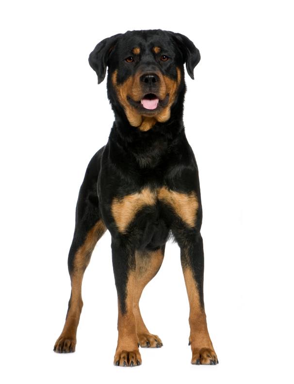 rottweiler tips for tips guides rottweiler rottweiler tips for tips guides rottweiler