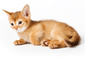 Abyssiner