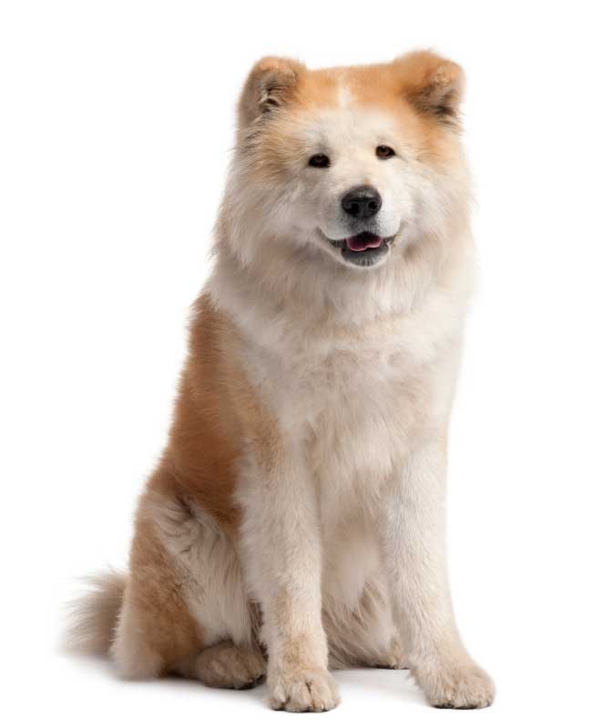 Akita Inu