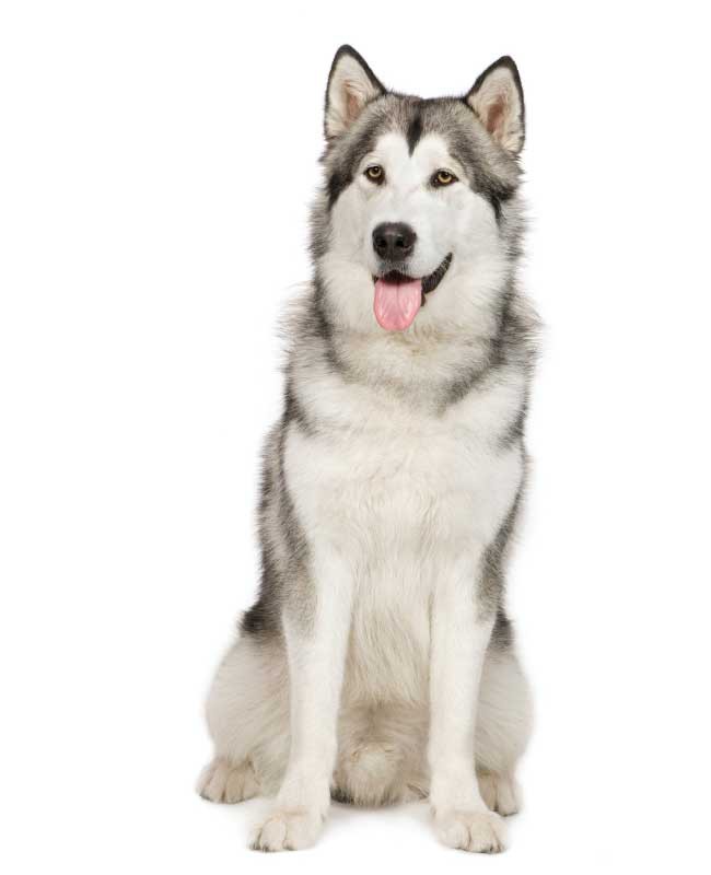Alaskan malamute