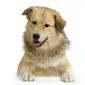 Anatolsk hyrdehund