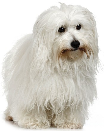Pas godt på din hund - også om vinteren