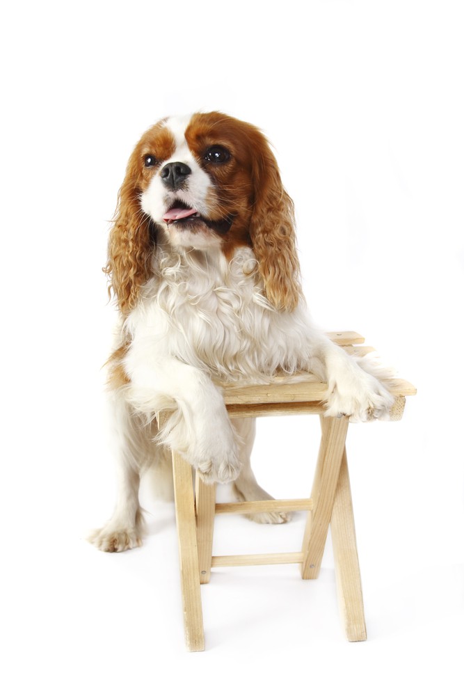 Cavalier King Charles spaniel