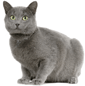 Chartreux