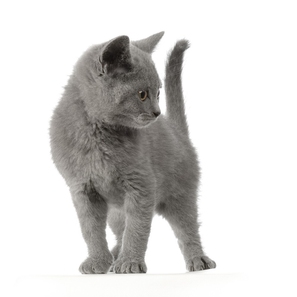 Pelspleje af katten