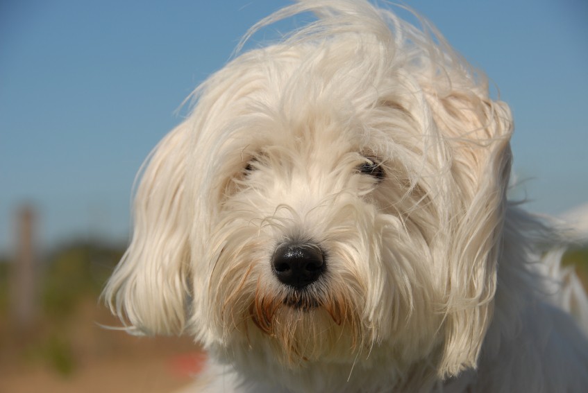 Coton de Tulear – Bomuldshunden