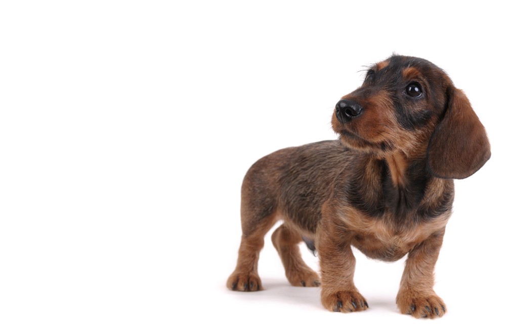 Gravhund