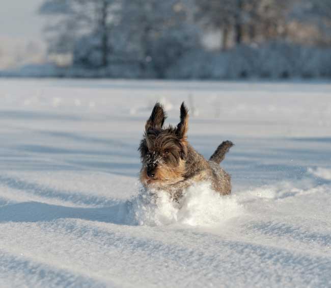 Forbered din hund til vinteren