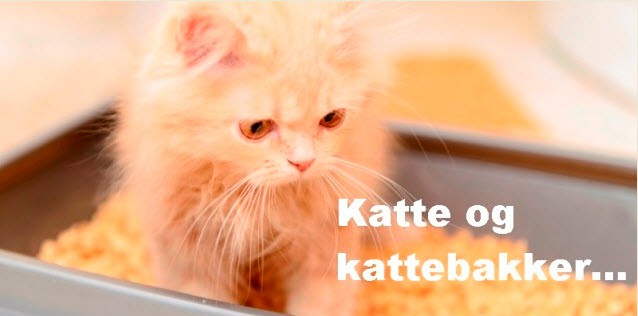 Katte og kattebakker