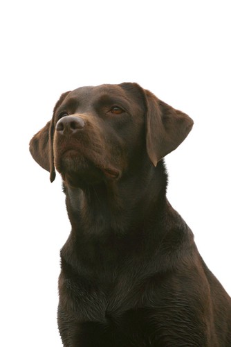 At være politihund i Grønland