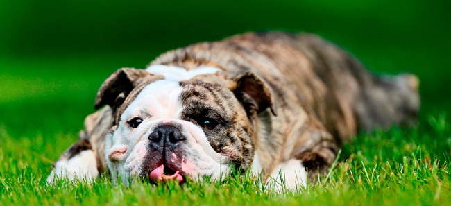 Overvægt hos hunde og katte