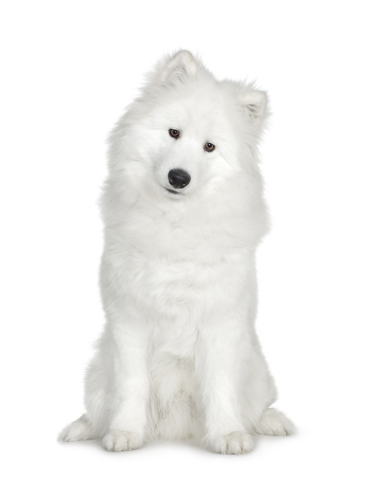 Samojedhunden