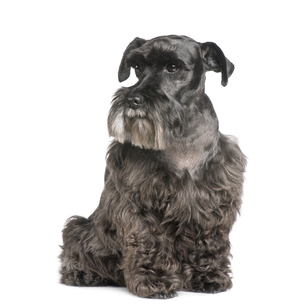 Tips til den ældre hund fra dyrlæge Linda Due