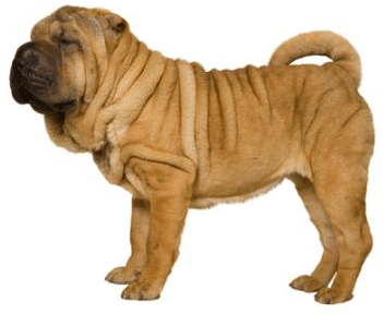 Shar Pei