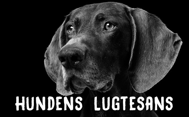 Hundens lugtesans