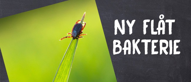 Ny "usynlig" flåtbakterie