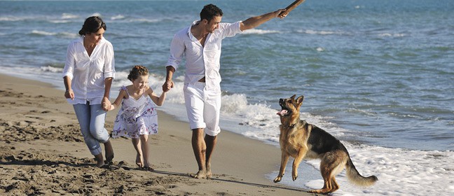 Hunde - aktivering