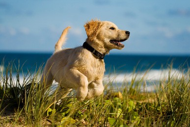 Med hundehvalpen på stranden...
