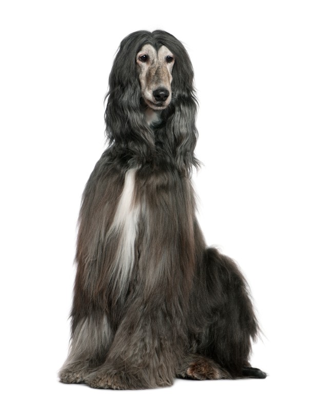 Pleje af den ældre hund