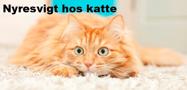 Nyresvigt hos katte