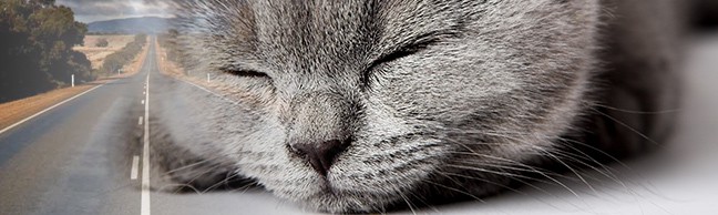 Katten med på biltur (del1 af 2)
