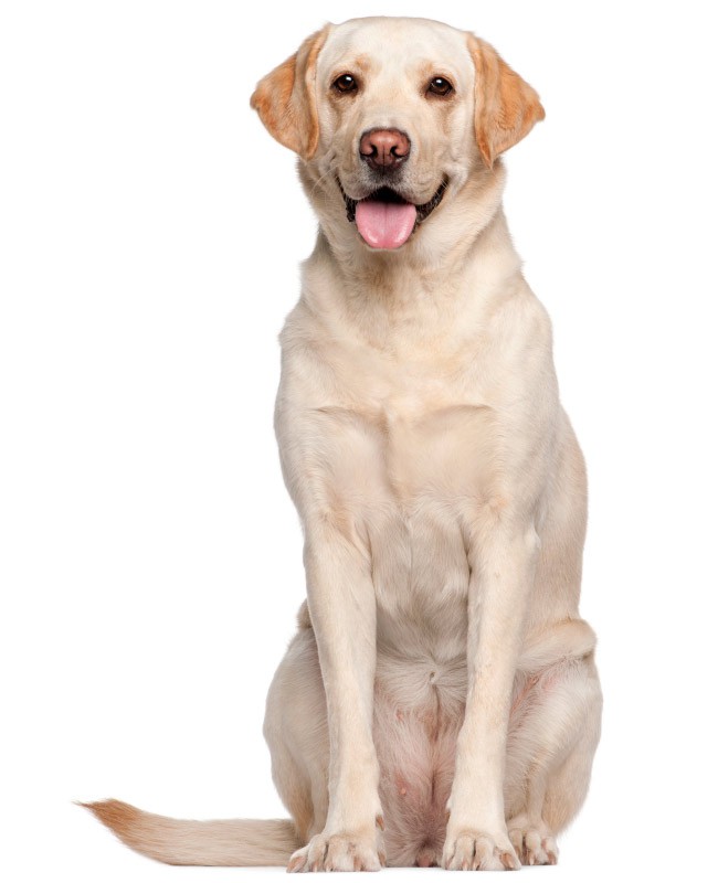 Labrador retriever