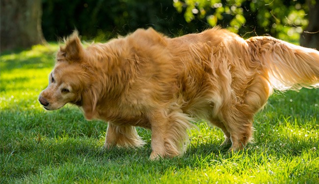 Hvad er den almindeligste parasit hos hunde og katte i Danmark?