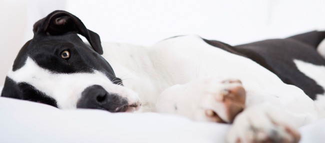 Pels & fældning hos hunde og katte