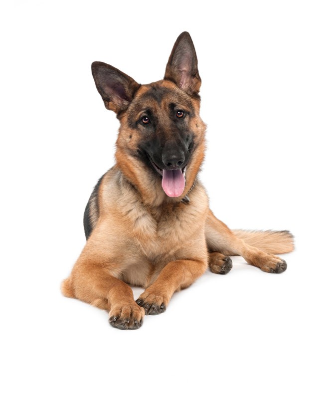 Schæferhund