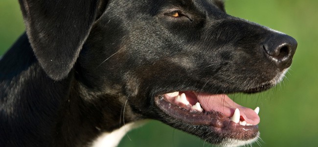 Tandpleje til hunde
