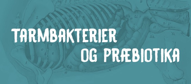 Tarmbakterier og præbiotika