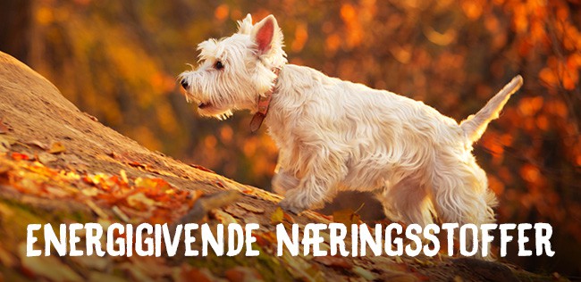 Energigivende næringsstoffer
