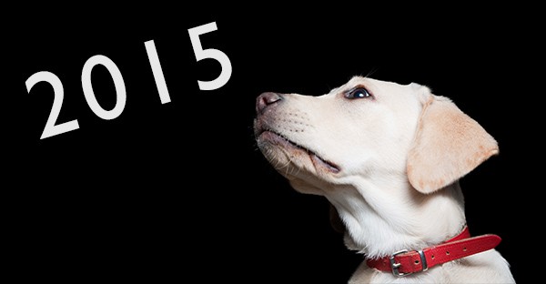 5 tips til en sund livsstil for din hund og kat