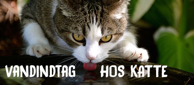 Vandindtag hos katte