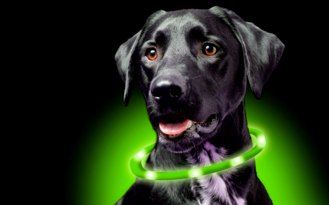 Dogman LED halsbånd - Grøn