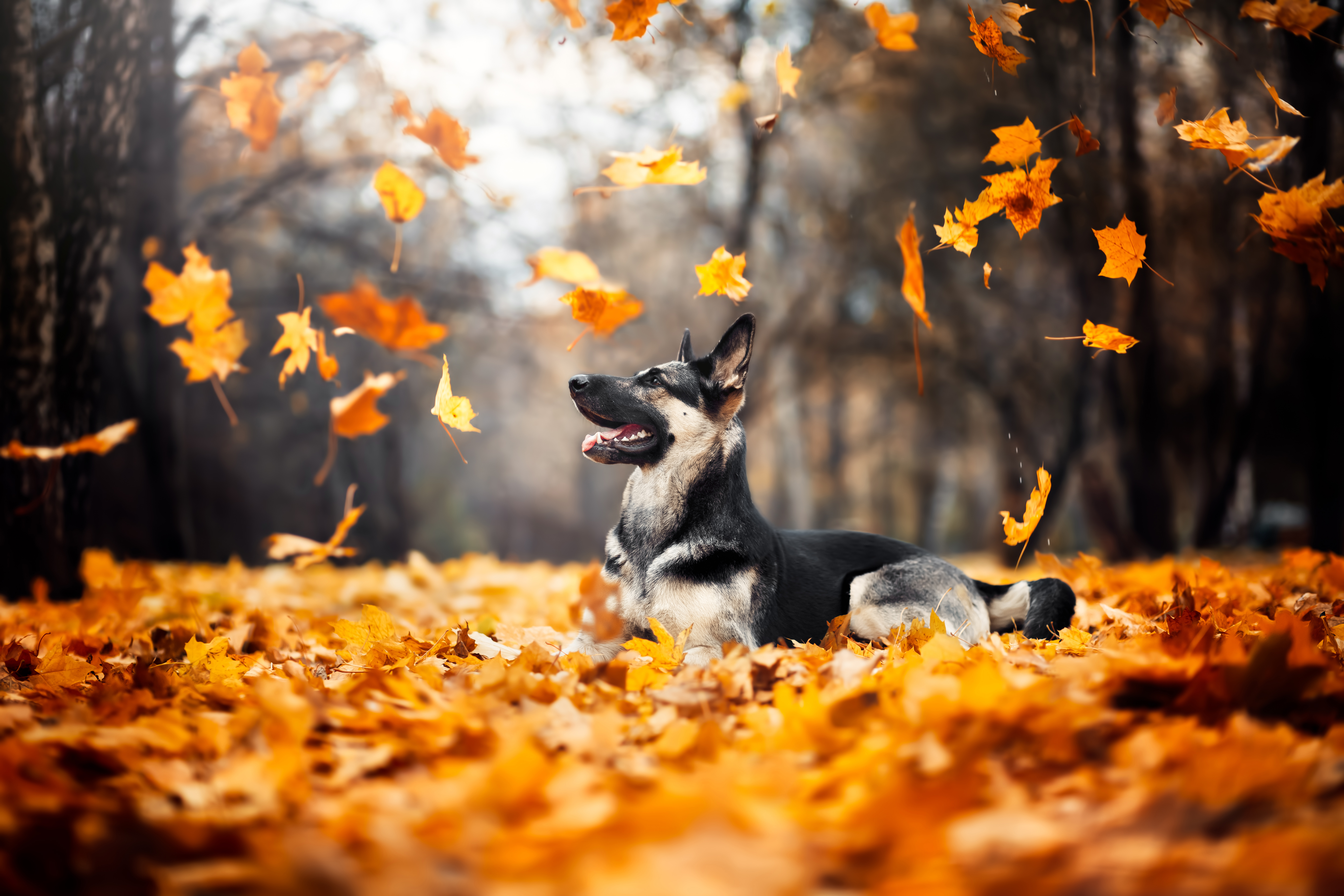 flydende Sætte kærlighed 5 efterårs-faktorer du som hundeejer skal være OBS på | Guide til efteråret  for din hund
