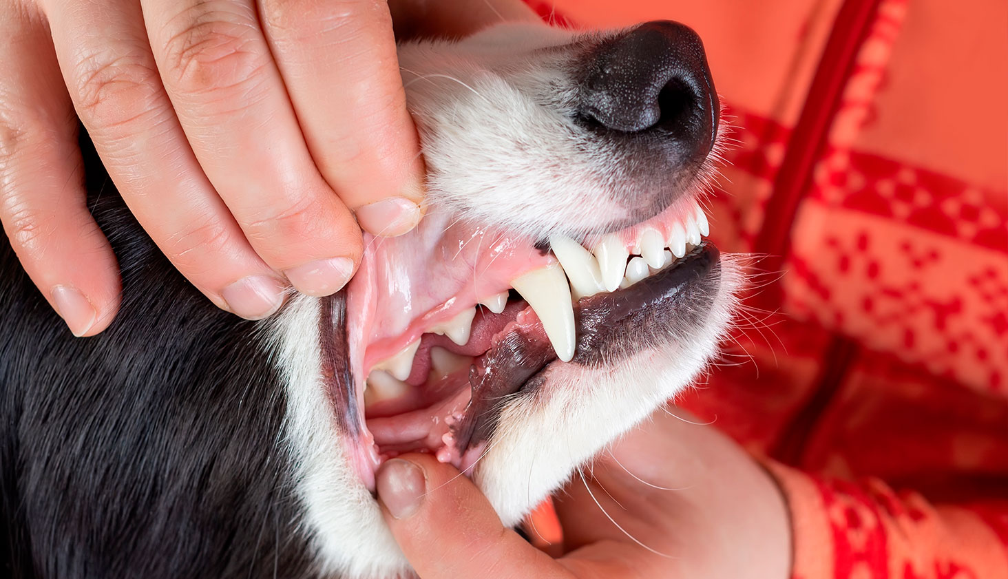 tips til god mundhygiejne til din hund