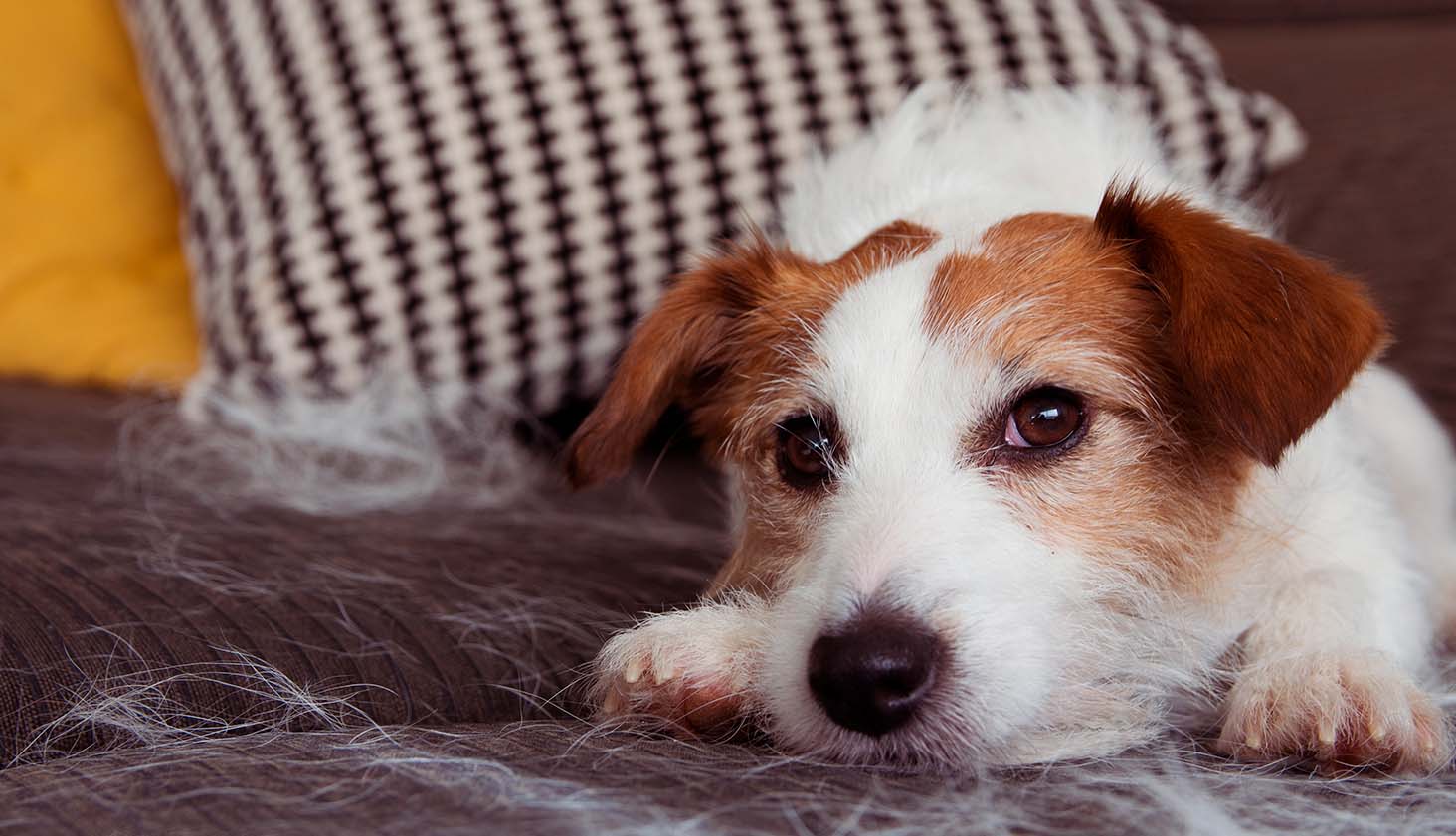 fad let at håndtere stege 7 hunderacer der ikke fælder | Allergivenlige hunde