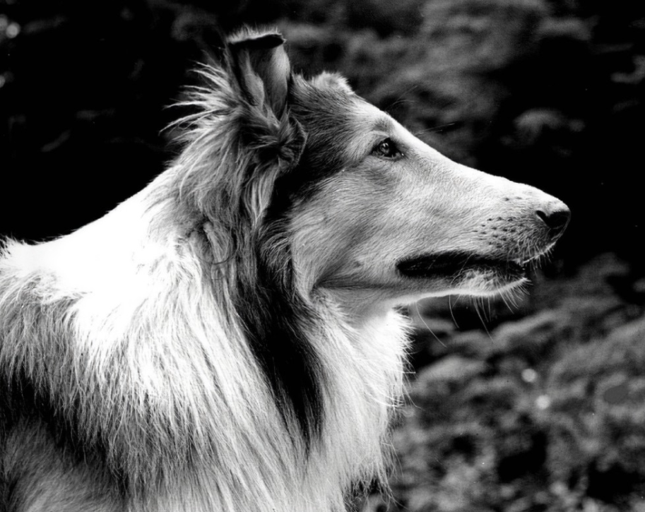 Lassie - historier om berømte hunde
