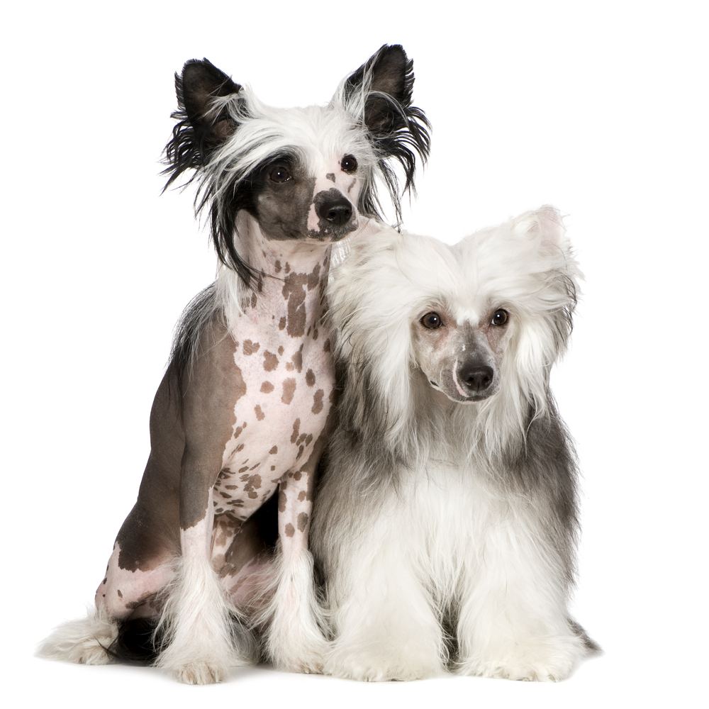 Frost Pick up blade sovjetisk Chinese Crested