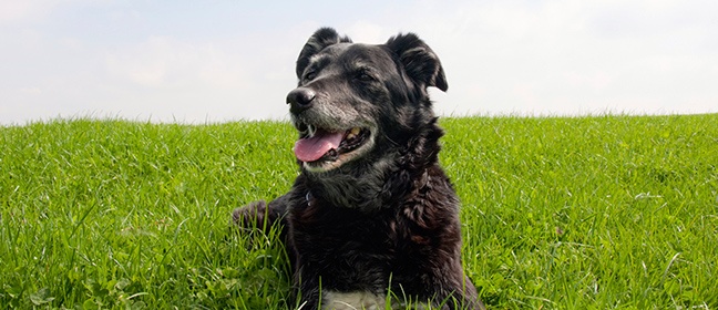 Hund hedeslag og vandindtag