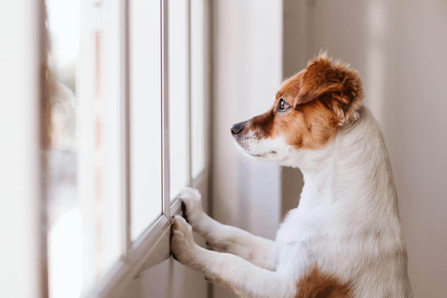 badning Falde sammen skør Alene-hjemme træning – Lær din hund at være alene hjemme