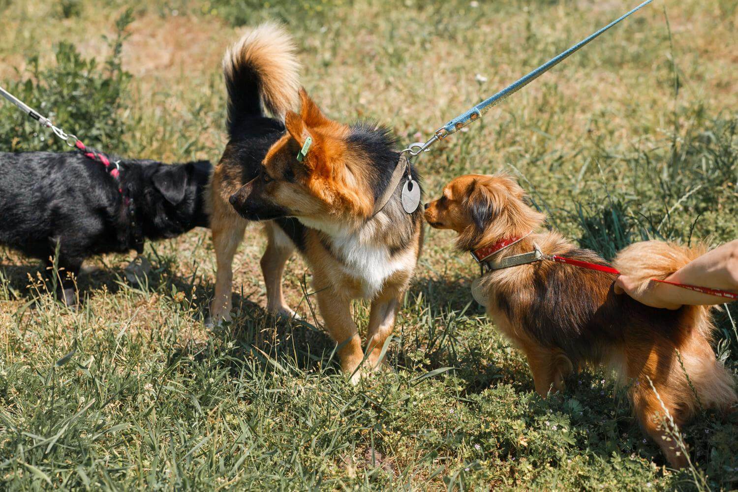 Landskab Fantasi Kreta Hilse på andre hunde