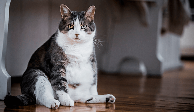 Ledningsevne Skriv email sandaler Overvægt og vægttab hos katte
