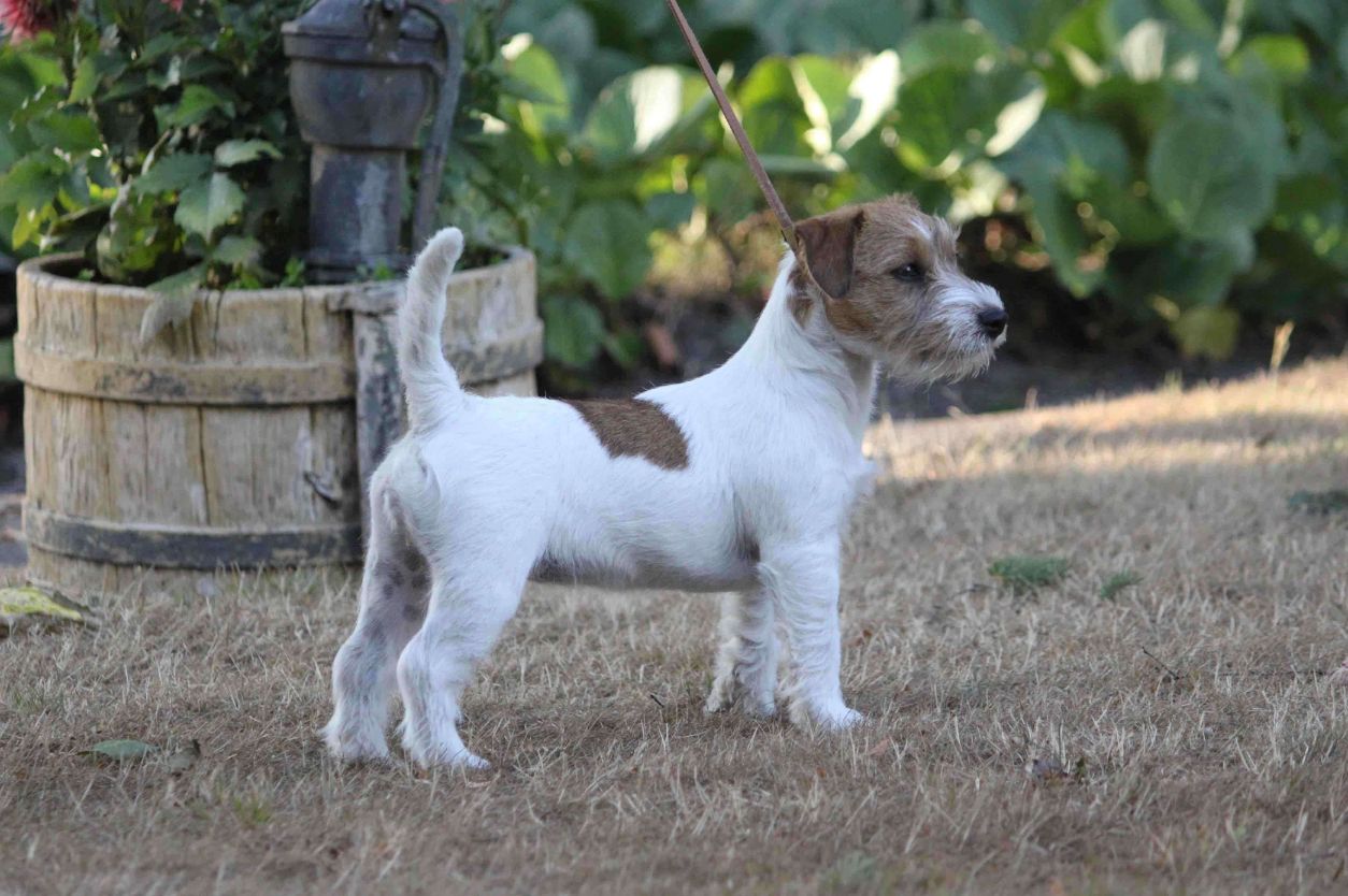 Russell Terrier