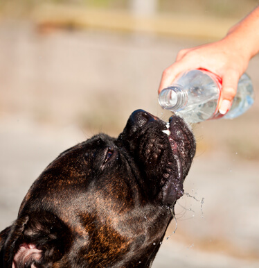 Uovertruffen Mig Ydmyg Hund – sommervarme, hedeslag og vandindtag