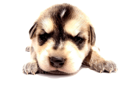 Hvorfor min hund op?