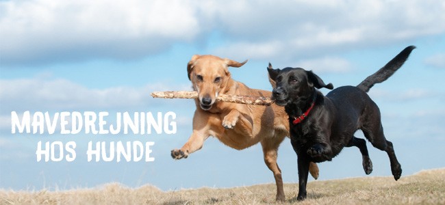 Mere end noget andet Bage fangst Mavedrejning hos hunde