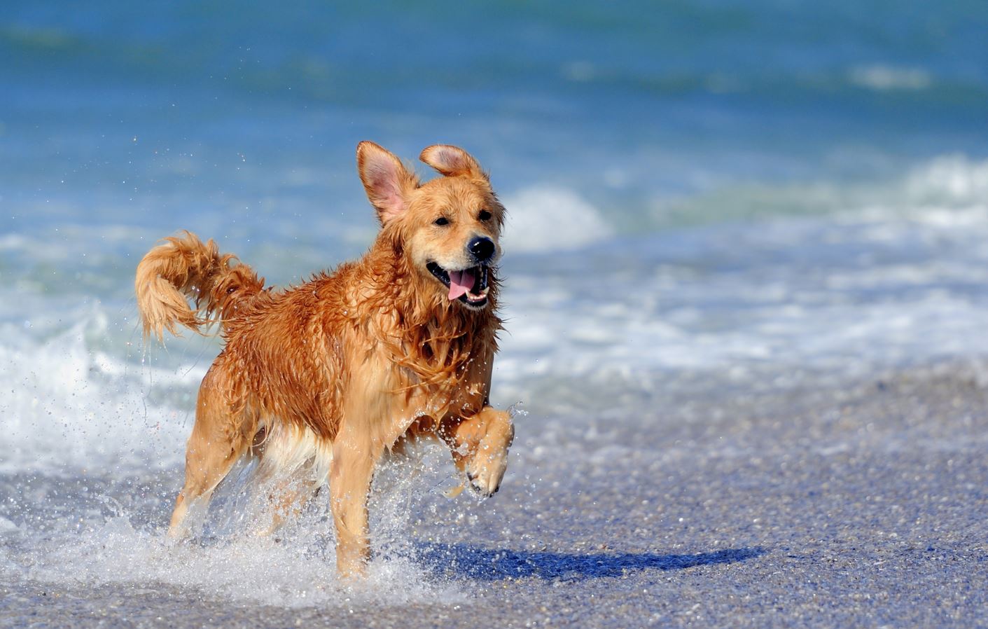 forkorte atomar lugt Nu må hundene igen gå uden snor på danske strande
