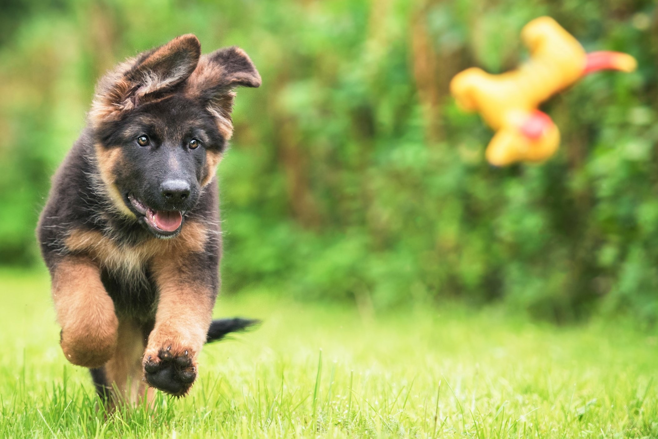 polet skør delikatesse Ny hundehvalp i hjemmet |OLIVERS 5 bedste råd